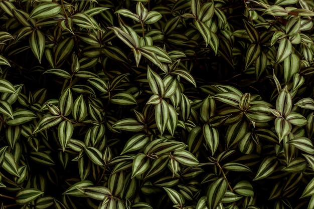 Full Frame der bunten Blätter Muster Hintergrund Natur üppiges Laub Blatt Textur