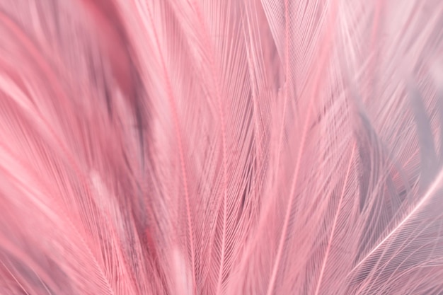 Fullframe-Aufnahme einer rosa Feder