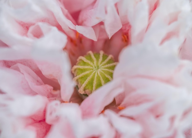 Foto fullframe-aufnahme einer rosa rosenblume