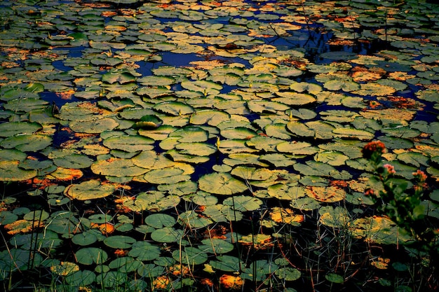 Fullframe-Aufnahme von Lotus-Wasserlilie im Teich
