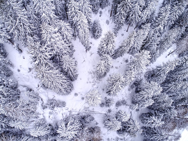Fullframe-Aufnahme von schneebedeckten Kiefern im Wald