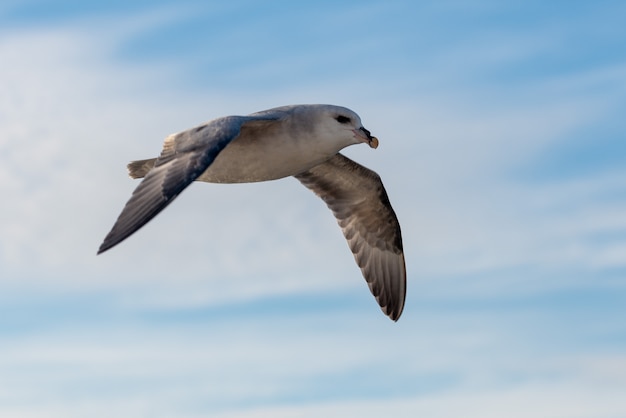 Fulmar do norte voando acima do mar do Ártico em Svalbard.