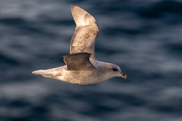 Fulmar norteño que vuela sobre el mar ártico en Svalbard.