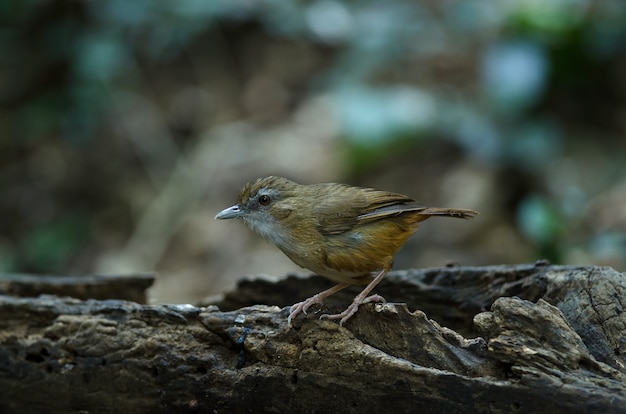 Fulvetta de bochechas marrons, Fulvetta de olhos cinzentos