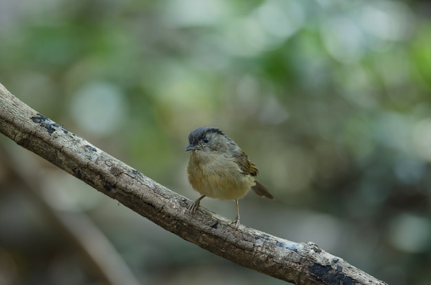 Fulvetta de mejillas castañas, Fulvetta de ojos grises (Poioicephala de Alcippe) en el bosque Tailandia