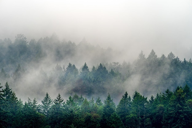 Fumaça saindo de uma floresta cheia de diferentes tipos de plantas verdes no Canadá