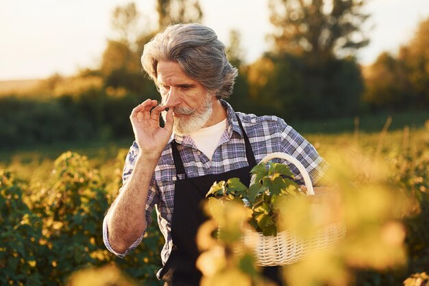 Fumar y cuidar la cosecha Retrato de un anciano elegante con cabello gris y barba en el campo agrícola