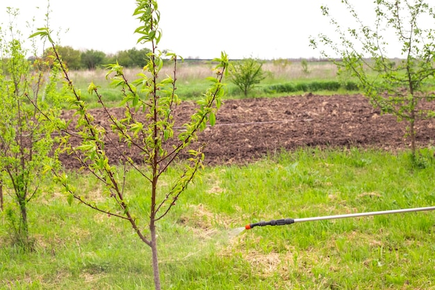 Fumigación de árboles frutales en el jardín Prevención de enfermedades y cuidado de plantas