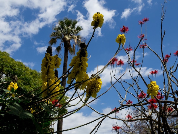 Foto funchal, na ilha de madeira