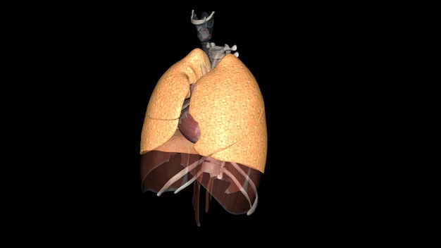 La función del pulmón es llevar el oxígeno del aire a la sangre realizada por los alveolos