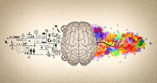 Funções cerebrais O cérebro esquerdo e o cérebro direito Ilustração conceitual