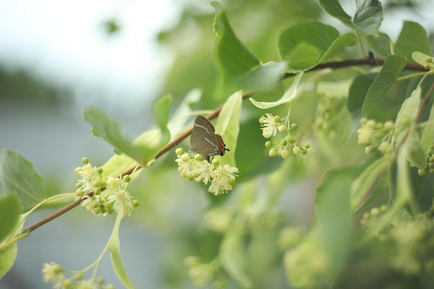 fundo abstrato com linda flor de tília e espaço de cópia