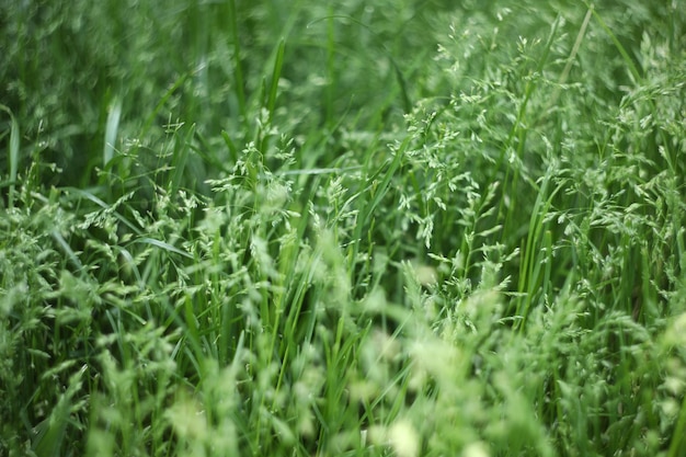 Foto fundo abstrato com padrão de grama verde