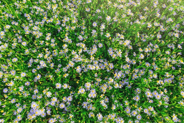 Fundo abstrato da flor da margarida. Flores brancas na grama verde no jardim