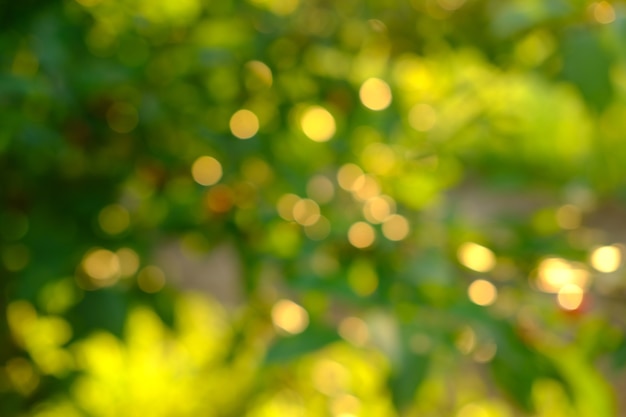 Fundo abstrato da natureza, verde e amarelo dourado bokeh turva a luz do sol brilhando nas folhas abaixo