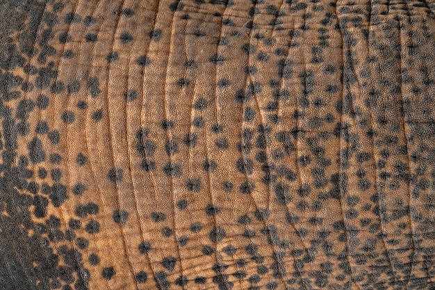 Fundo abstrato da textura da pele do elefante Textura da pele dos elefantes asiáticos Fechar o elefante asiático revela a textura da pele do animal