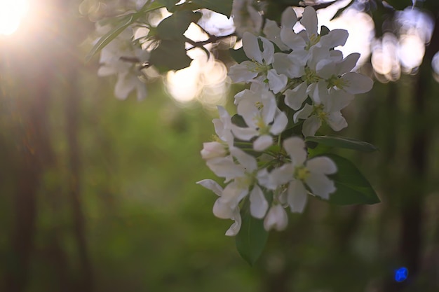 fundo abstrato de flores de macieira, fundo desfocado de primavera, ramos com flores