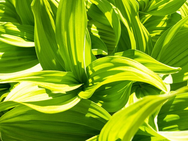 Fundo abstrato de folha verde. Veratrum, falsa Hellebore textura closeup