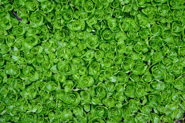 Fundo abstrato de folhas verdes de plantas aquáticas