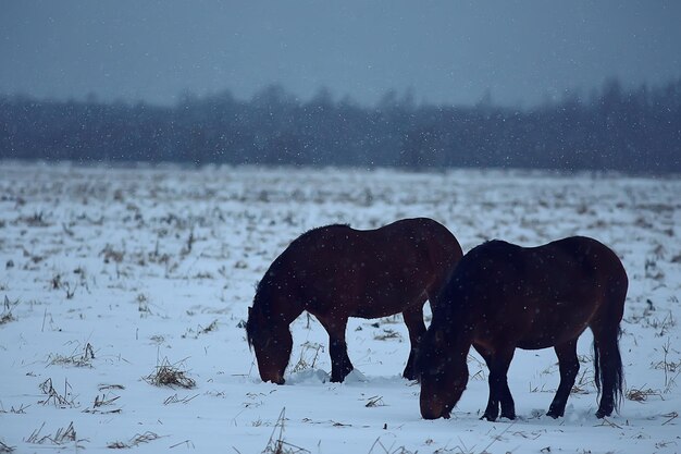 fundo abstrato de inverno turva, cavalos em uma paisagem de campo nevado, neve em uma fazenda