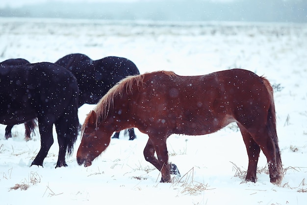 fundo abstrato de inverno turva, cavalos em uma paisagem de campo nevado, neve em uma fazenda