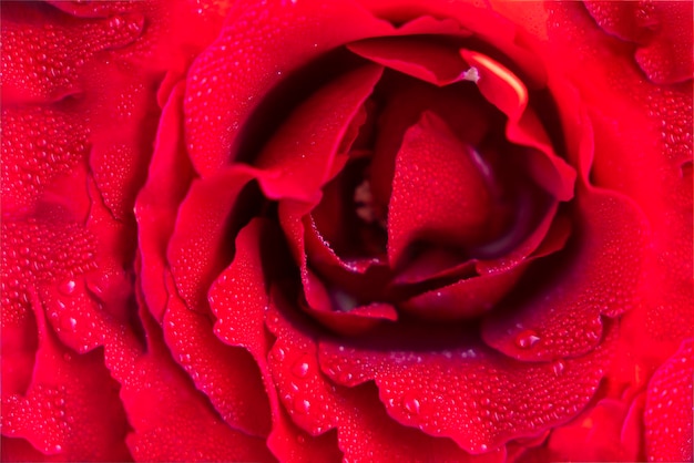 Fundo abstrato de pétalas de uma linda rosa vermelha fresca em gotas de orvalho closeup fundo vermelho