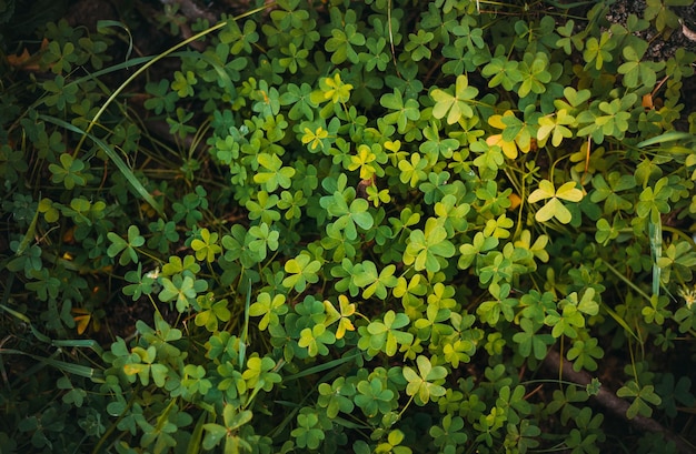 Fundo abstrato de um lindo trevo rastejante verde, vista superior plana, estação natural e conceito de ambiente