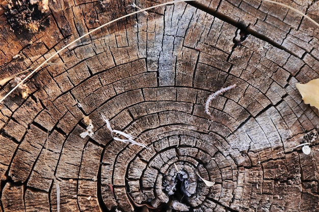 Fundo abstrato do anel de árvore texturizado Textura orgânica natural com superfície rachada e áspera
