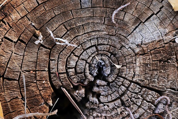 Fundo abstrato do anel de árvore texturizado Textura orgânica natural com superfície rachada e áspera