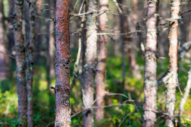Fundo abstrato natural ou paisagem da velha floresta com árvores secas closeup