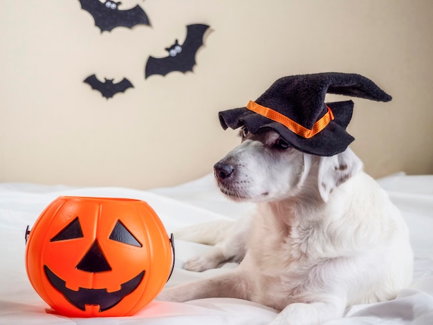 Fundo abstrato para o feriado de Halloween Cão engraçado em um chapéu para o Halloween
