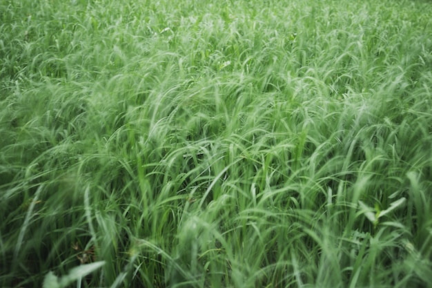 Fundo abstrato turva campo de arroz verde jovem.