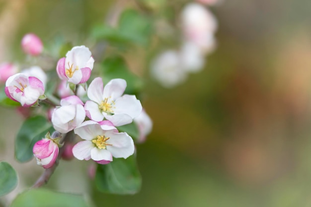 Fundo abstrato turva com flores de maçã em primeiro plano. Conceito de primavera.