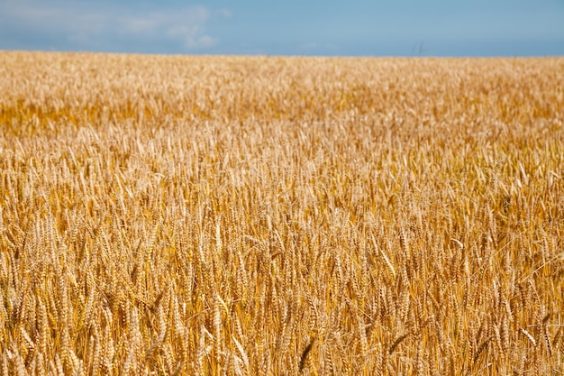 Fundo agrícola de campo de trigo dourado