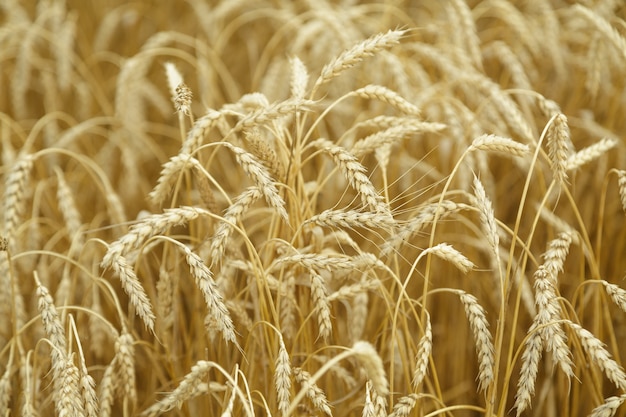 Fundo agrícola. Espigas de trigo maduras e douradas no campo