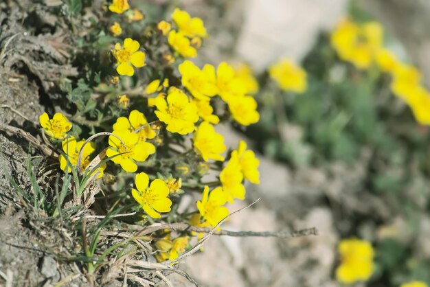 Fundo amarelo de flores silvestres na floresta de primavera