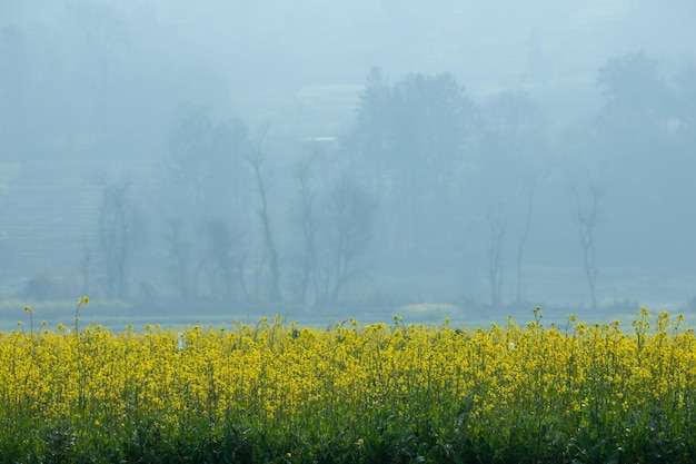 Fundo amarelo do brilho do vale da flor