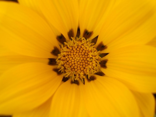 Fundo amarelo do detalhe da flor de gazania