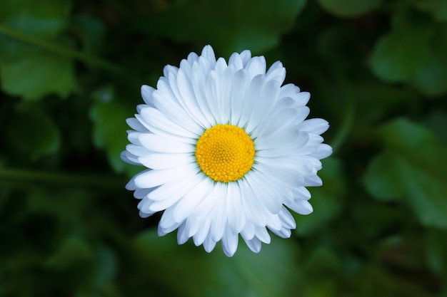 Fundo ao ar livre do jardim de verão de flor única de camomila