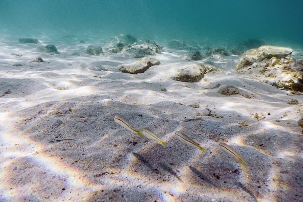 Fundo arenoso, peixes nadando debaixo d'água