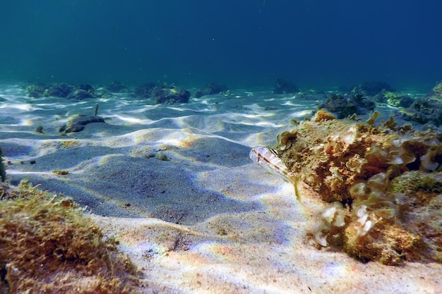 Fundo arenoso, peixes nadando debaixo d'água