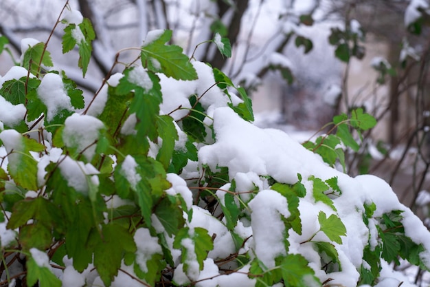 Fundo artístico de inverno