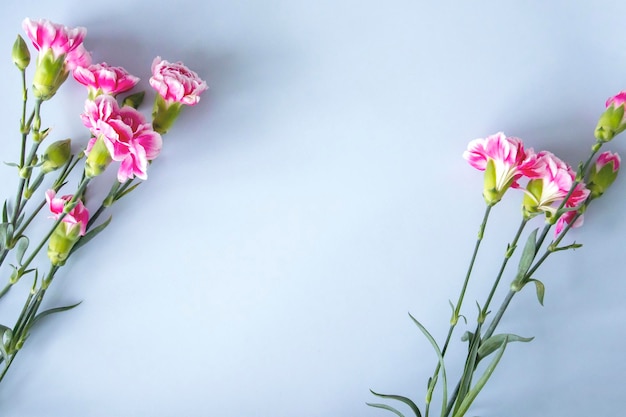 Fundo azul com cravos rosa nas bordas Copiar espaço para texto Vista superior plana