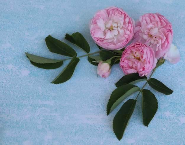 fundo azul com flores rosas e espaço de cópia