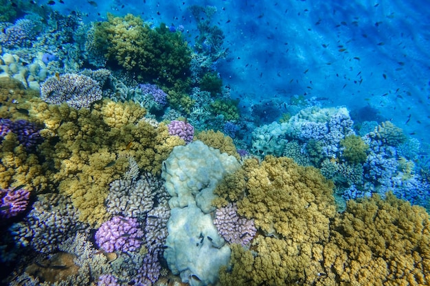 Fundo azul profundo do mar e corais coloridos durante o mergulho em marsa alam