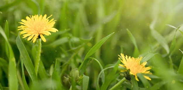 fundo banner flores da primavera dentes de leão