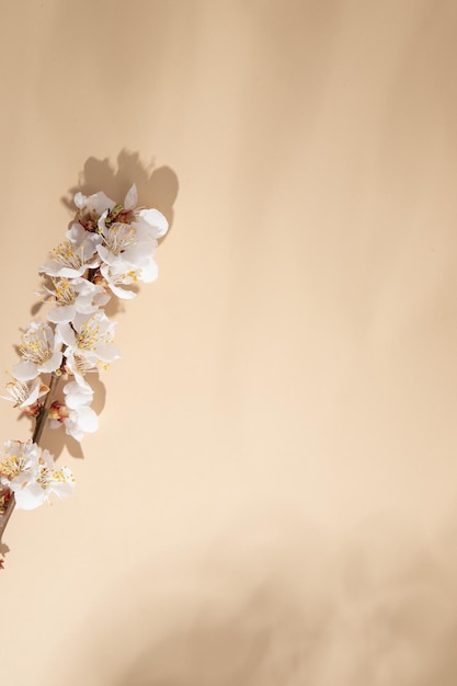 Fundo bege com galho de primavera e sombras com espaço de cópia