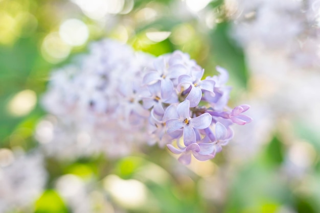 Fundo bonito com flores lilás Fechamento de ramos lilás