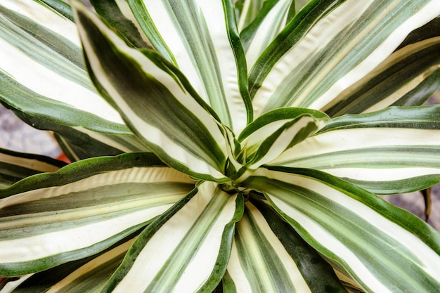 Fundo bonito com folhas maravilhosas de vaso verde