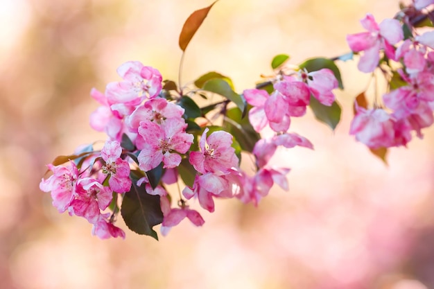 Fundo bonito com ramo florescente de cerejeira rosa